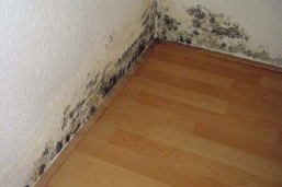 schimmel in de woning